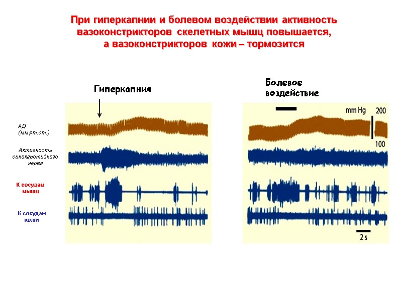 К сосудам мышц К сосудам кожи АД  (мм рт.ст.) Активность синокаротидного нерва Гиперкапния